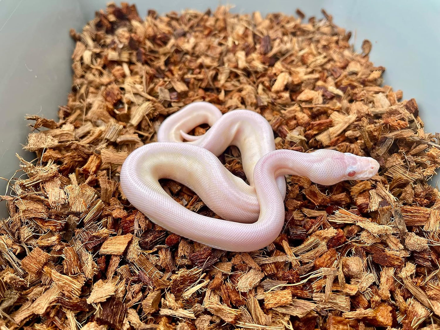 BabiChip Small Coconut Chip 12 Quart Loose Coco Reptile Substrate and Bedding for Gecko Terrariums, Tortoise Habitat, Ball Python Enclosures, and Bioactive Tanks